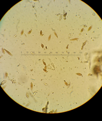 Ionomidotis irregularis