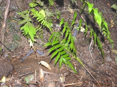 Caecilia tentaculata
