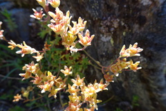 Saxifraga pentadactylis