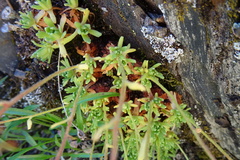 Saxifraga pentadactylis