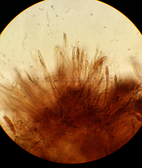 Ionomidotis irregularis