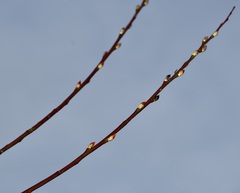Salix daphnoides