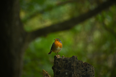 Erithacus rubecula