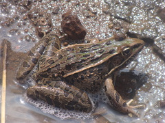 Lithobates neovolcanicus