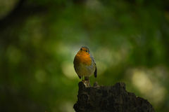 Erithacus rubecula