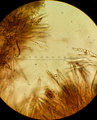 Ionomidotis irregularis