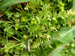 Limnanthes macounii