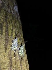 Pyrops oculatus