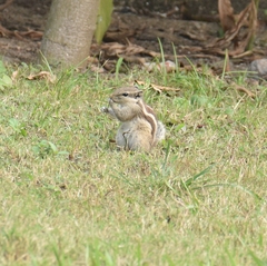 Funambulus pennantii