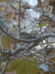 Phoenicurus ochruros