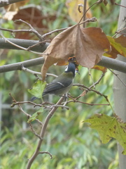 Parus major