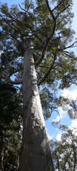 Eucalyptus diversicolor