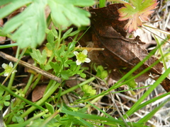 Limnanthes macounii