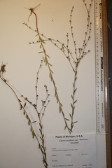 Linum medium texanum