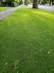 Trifolium micranthum