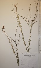 Linum medium texanum