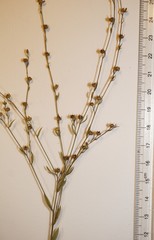 Linum medium texanum