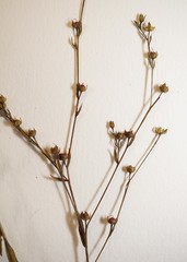 Linum medium texanum