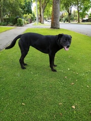 Trifolium micranthum