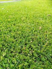 Trifolium micranthum