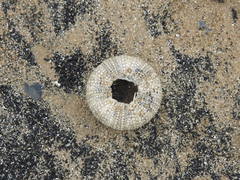 Psammechinus miliaris