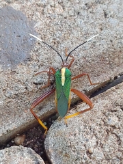 Lucullia flavovittata