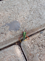 Lucullia flavovittata