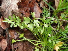 Limnanthes macounii