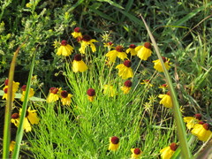 Helenium amarum badium