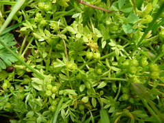 Limnanthes macounii