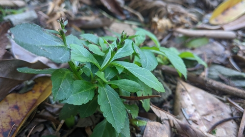 Veronicastrum loshanense