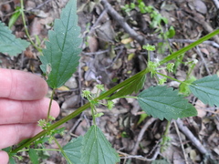 Urtica chamaedryoides