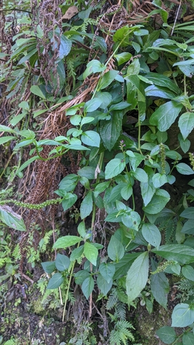 Veronicastrum loshanense, photograph 1