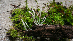 Clavaria acuta