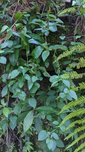 Veronicastrum loshanense, photograph 2