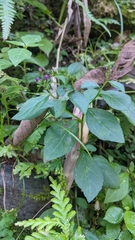 Veronicastrum loshanense