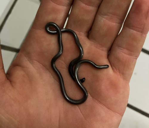 Incognito Thread Snake
