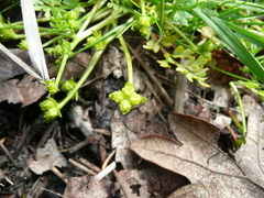 Limnanthes macounii