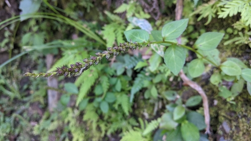 Veronicastrum loshanense, photograph 4