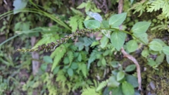 Veronicastrum loshanense