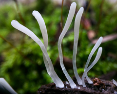 Clavaria acuta