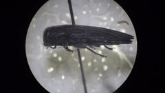 Chrysobothris acutipennis