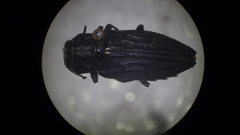 Chrysobothris acutipennis