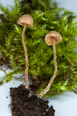 Tubariaceae