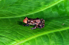 Diasporus