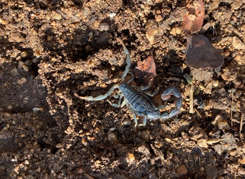 Olive-brown Lesser-Thicktail Scorpion