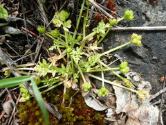 Limnanthes macounii