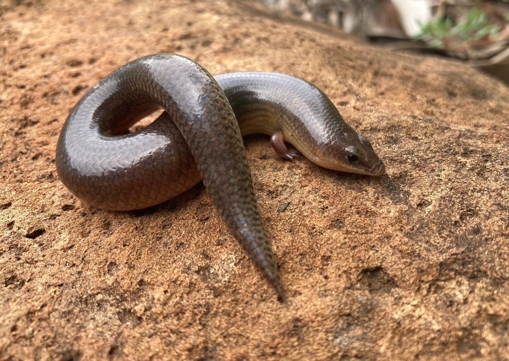 Sundevall's Writhing Skink (Mochlus sundevallii)