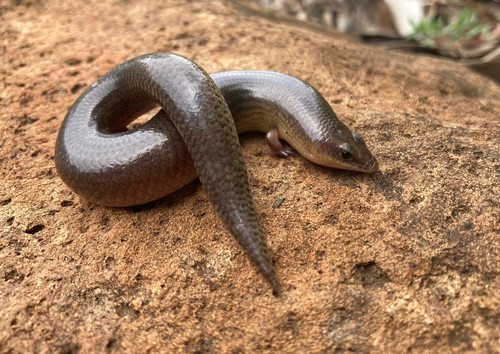 Peters' Eyelid Skink, Mochlus sundevallii