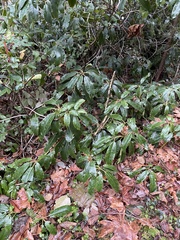 Rhododendron × hybridum